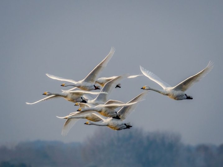 Wetlands and their Wildlife winner, swans in flight
